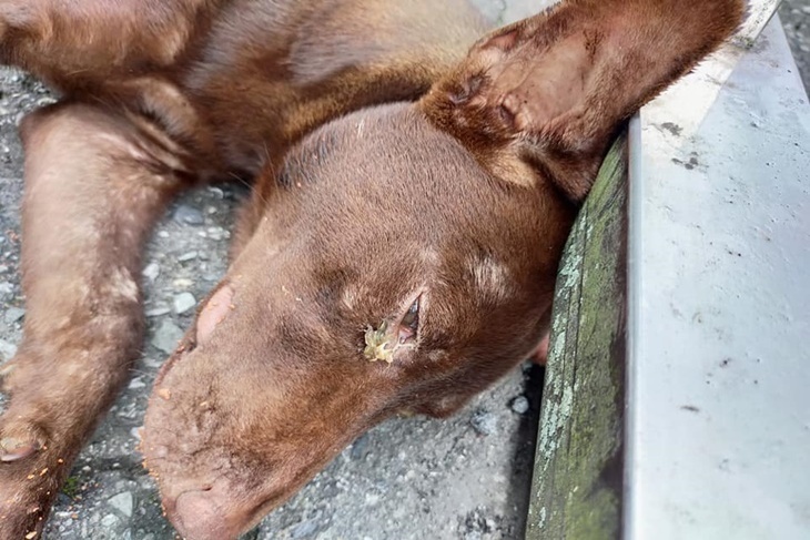 花蓮老病傷殘動物照顧