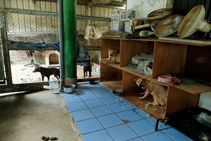 花蓮老病傷殘動物照顧