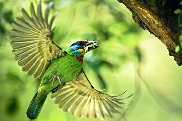 三峽-大板根森林溫泉渡假村
