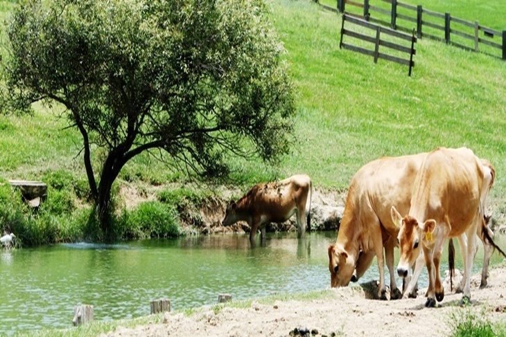 【夠麻吉X農遊超市】苗栗飛牛牧場
