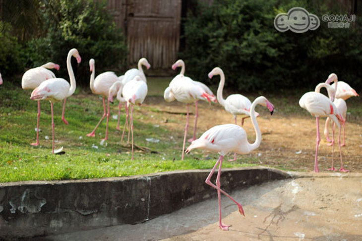 六福村水陸雙樂園