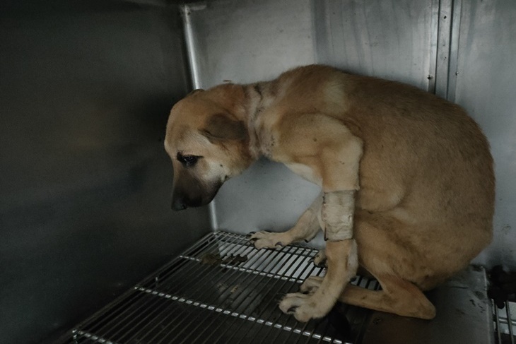 花蓮浪浪行動二手救援車募資計畫