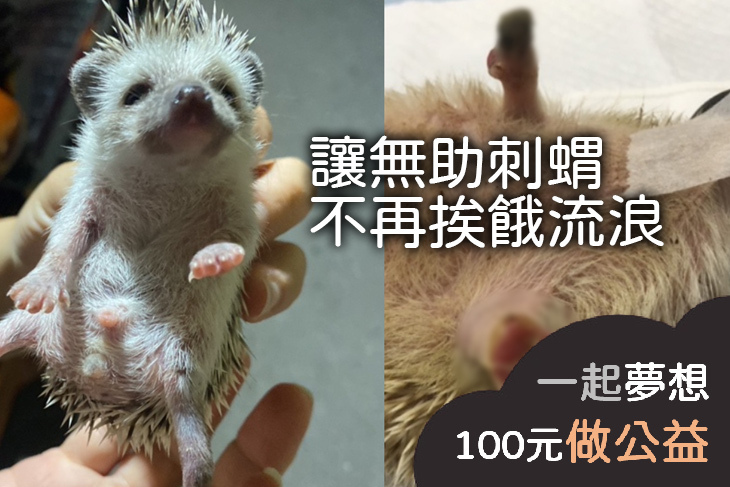 讓無助刺蝟不再挨餓流浪