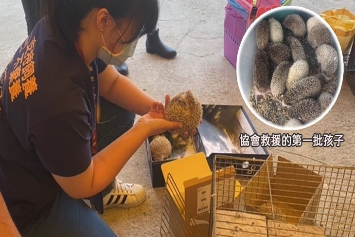 讓無助刺蝟不再挨餓流浪