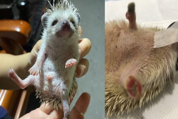 讓無助刺蝟不再挨餓流浪