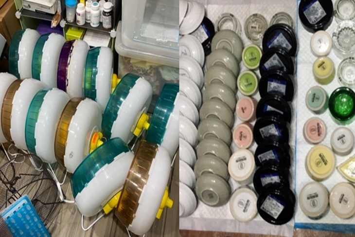 讓無助刺蝟不再挨餓流浪