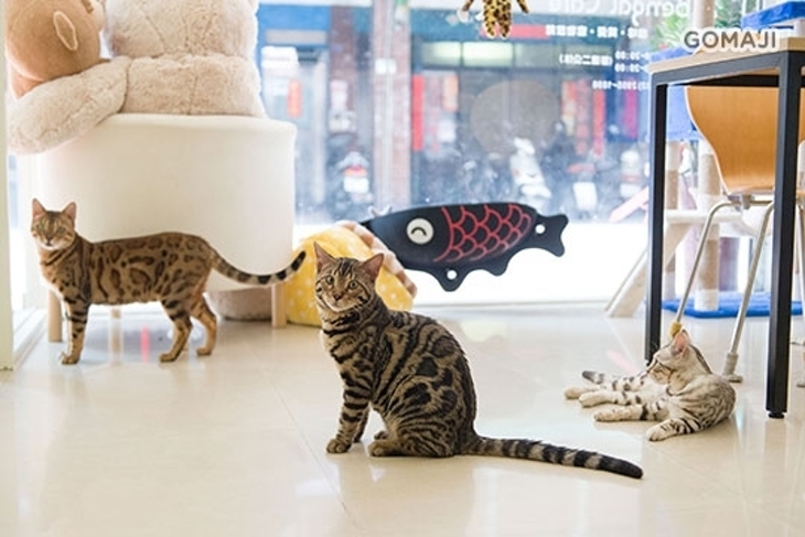 斑果咖啡 Bengal Cafe'