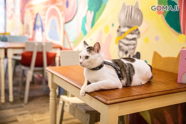 貓小路cafe - 2號店