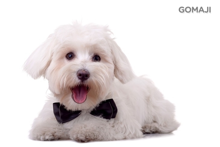 王子與公主寵物美容精品旅館