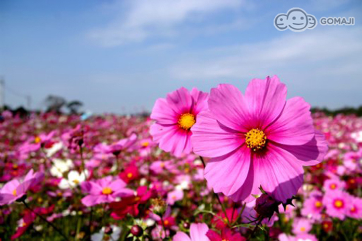 台中-米奇汽車旅館