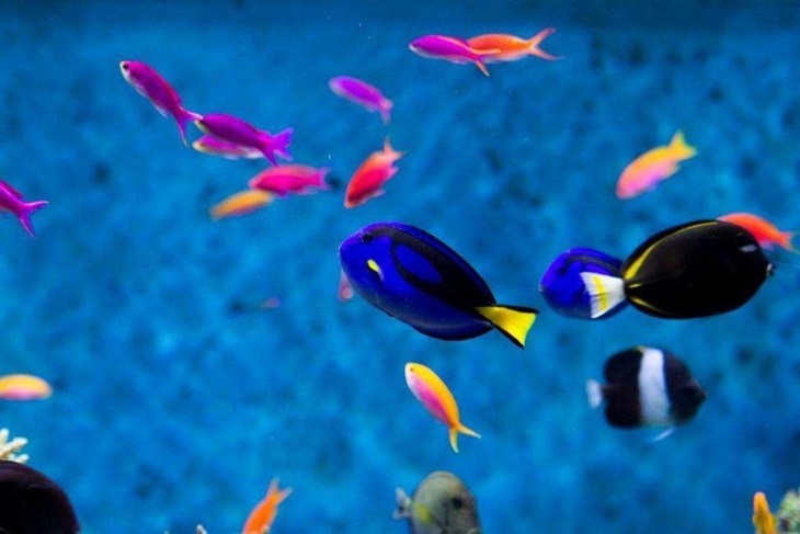 新加坡-聖淘沙名勝世界™S.E.A海洋館一日門票