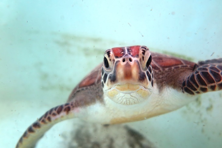 一起夢想－海龜即刻救援