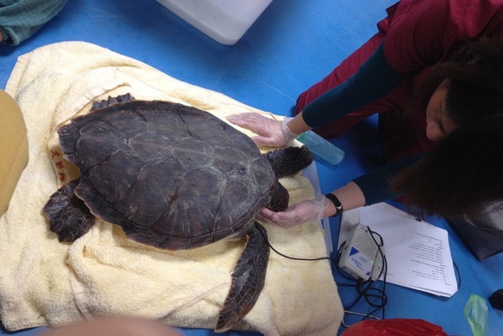 一起夢想－海龜即刻救援