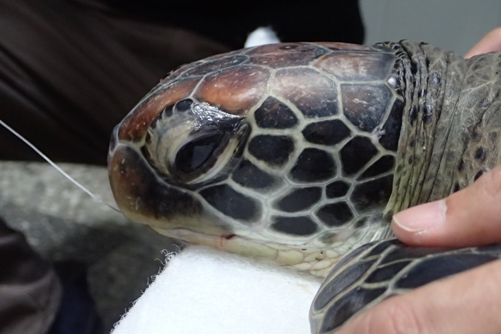 一起夢想－海龜即刻救援