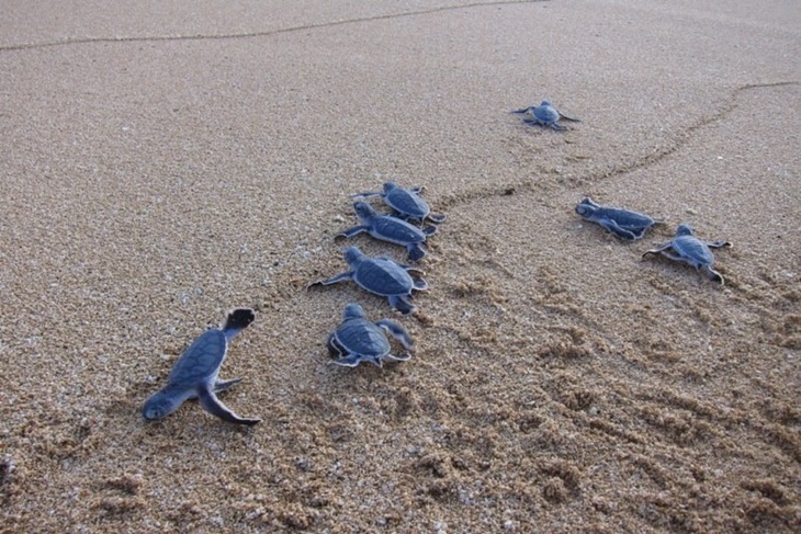 一起夢想－海龜即刻救援