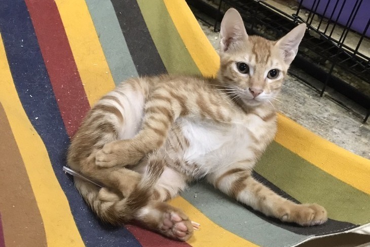 【一起夢想-喵咪的守護者】