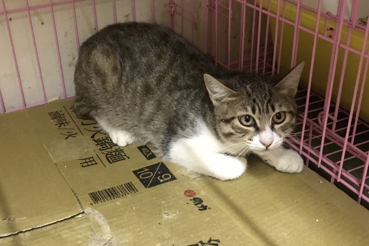 【一起夢想-喵咪的守護者】