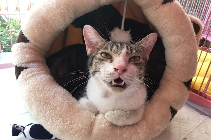 【一起夢想-喵咪的守護者】