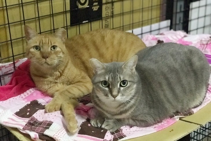 【一起夢想-喵咪的守護者】