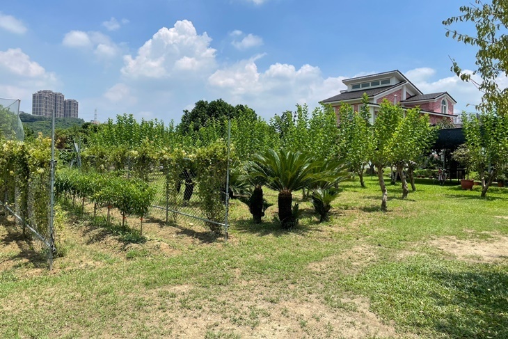 【夠麻吉X農遊超市】月眉85莊園