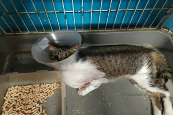 浪愛不再受傷，支持花蓮浪貓狗藥品