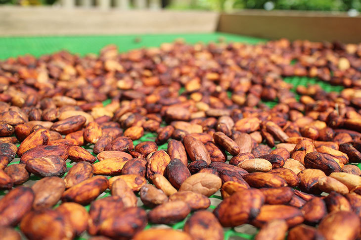 一起夢想-烘出一粒希望的可可豆