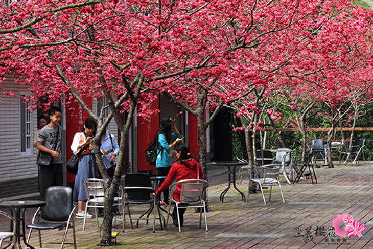 苗栗-三義藝術村櫻花渡假會館