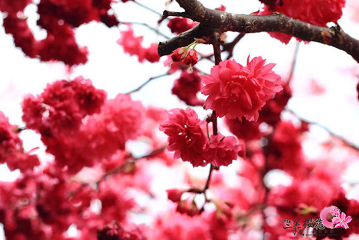 苗栗-三義藝術村櫻花渡假會館