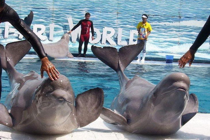 曼谷賽佛瑞野生動物園Safari World門票