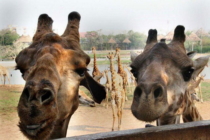 曼谷賽佛瑞野生動物園Safari World門票