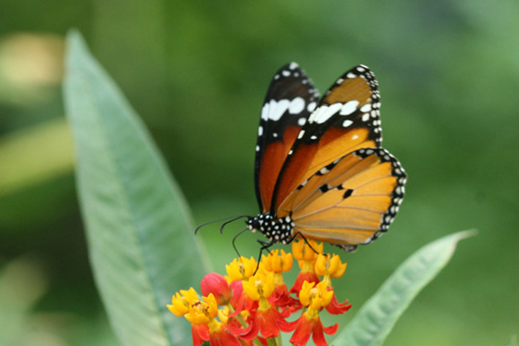 木生昆蟲博物館