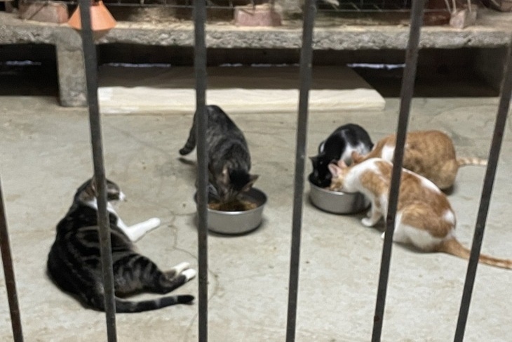 浪貓更健康，支持240隻流浪貓貓砂