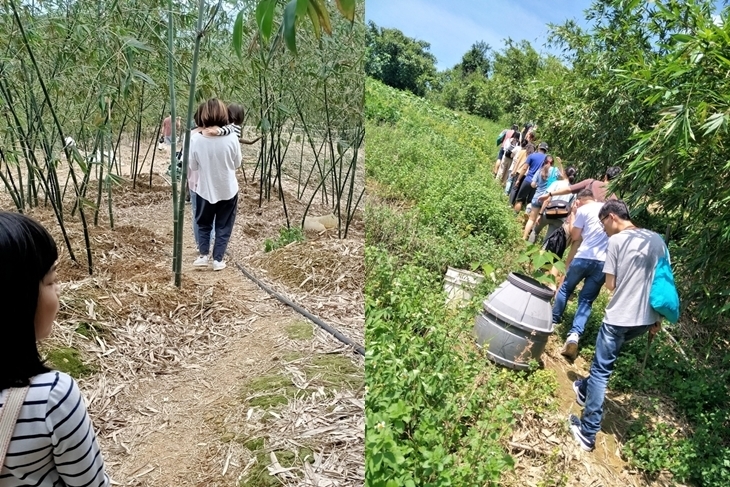 【夠麻吉X農遊超市】基隆綠竹園山薯農場