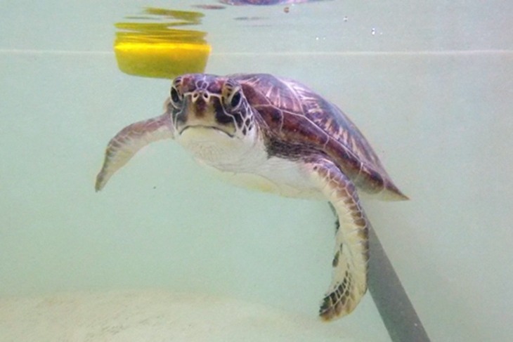 一起夢想－守護海龜，飛揚大海