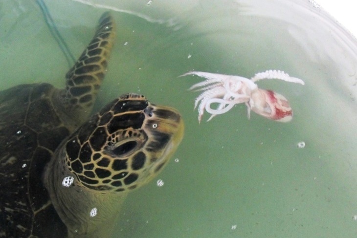 一起夢想－守護海龜，飛揚大海