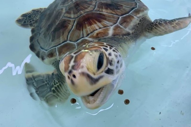 一起夢想－守護海龜，飛揚大海
