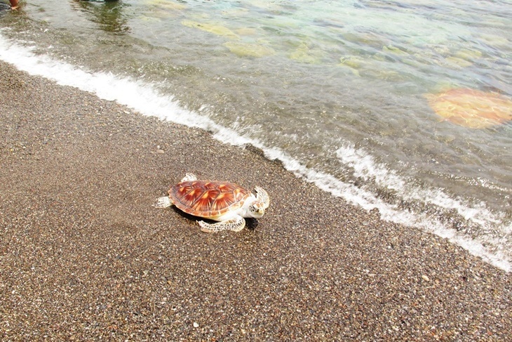 一起夢想－守護海龜，飛揚大海
