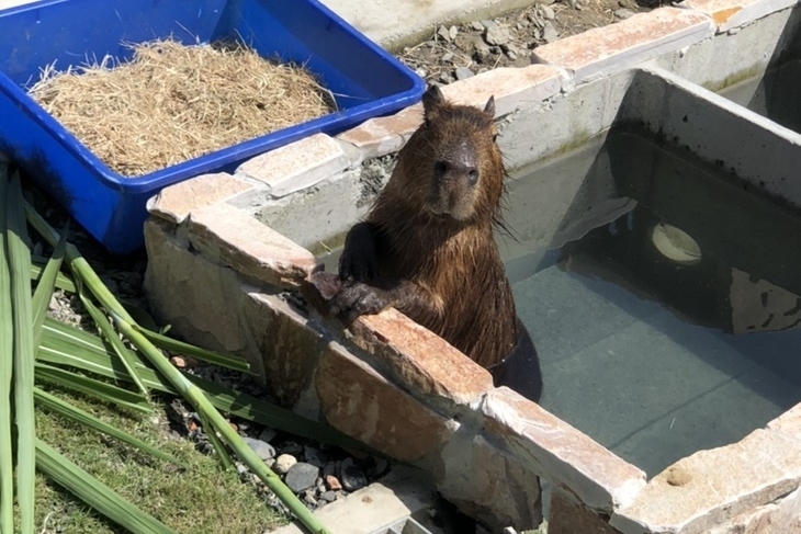 宜蘭天使星夢渡假村
