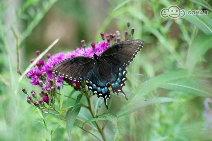 六龜松柏林渡假民宿山莊