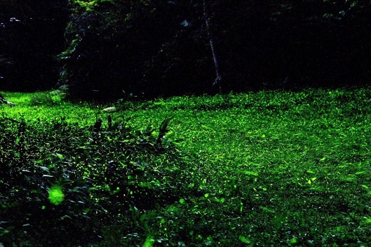 苗栗-西湖渡假村