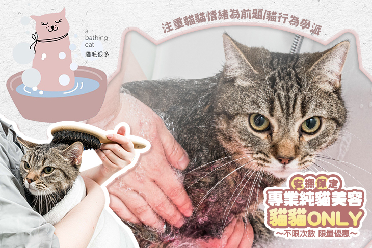 a bathing cat貓毛很多(台中店)