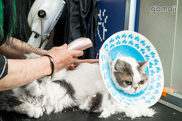 a bathing cat貓毛很多(台中店)