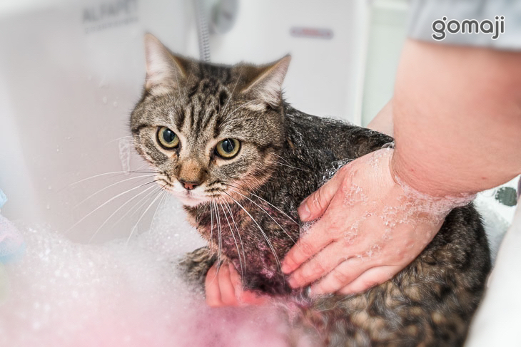 a bathing cat貓毛很多(台中店)