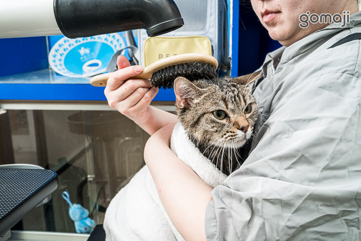 a bathing cat貓毛很多(台中店)