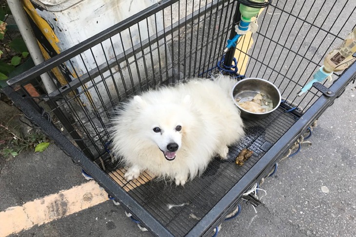 一起夢想–動物防虐案件調查