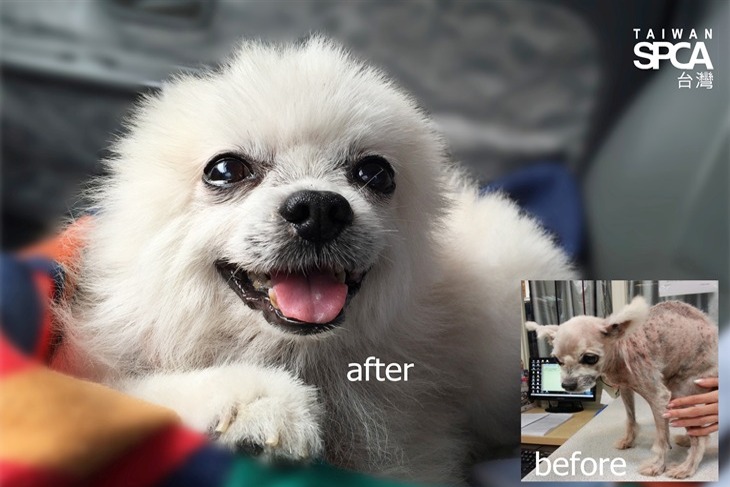 一起夢想–動物防虐案件調查