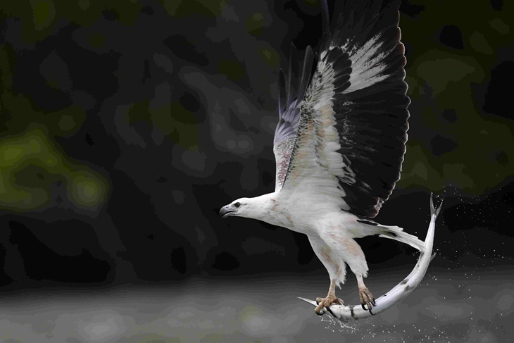 (台中場) 2020 SKM PHOTO 新光三越國際攝影聯展