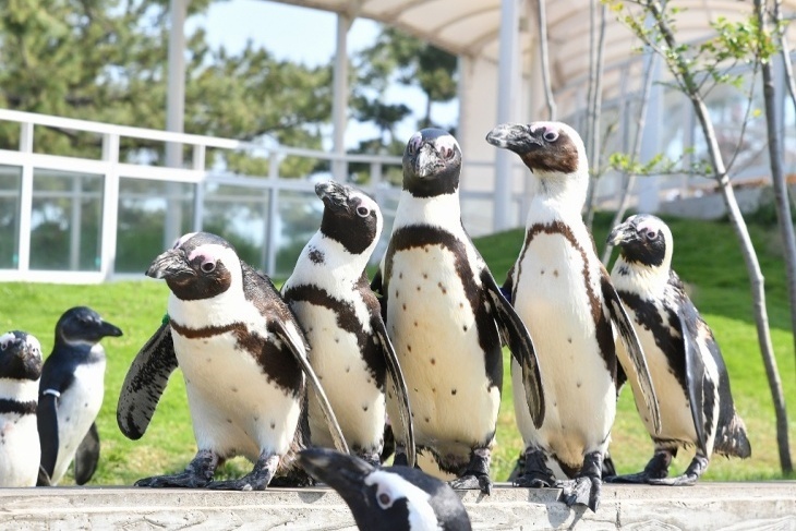 日本福岡MARINE WORLD海之中道水族館