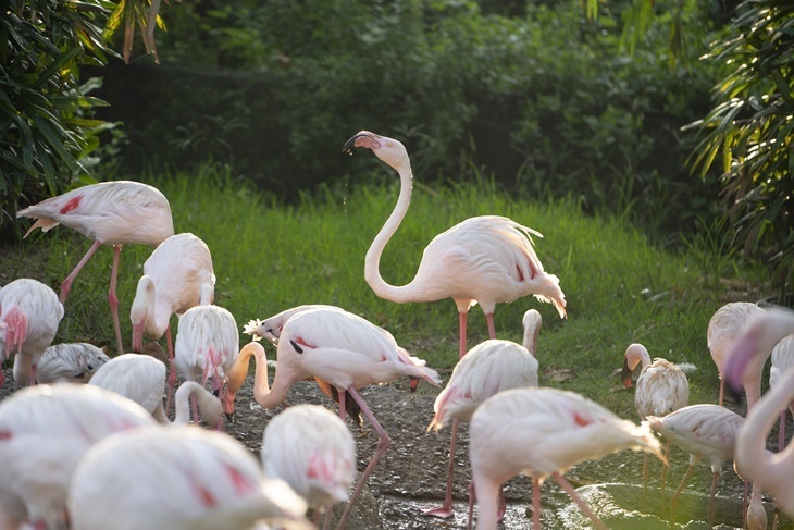 台南-頑皮世界動物園