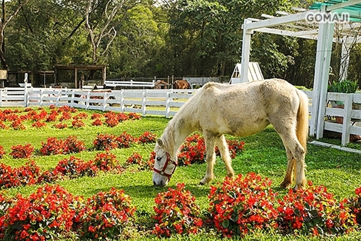 大溪-富田花園農場